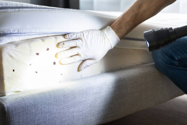 Best Pest Removal Services  in Reeds Spring, MO